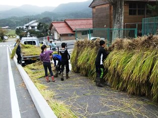 道路脇で児童たちが刈り取った稲を干し台に掛ける作業を行っている写真