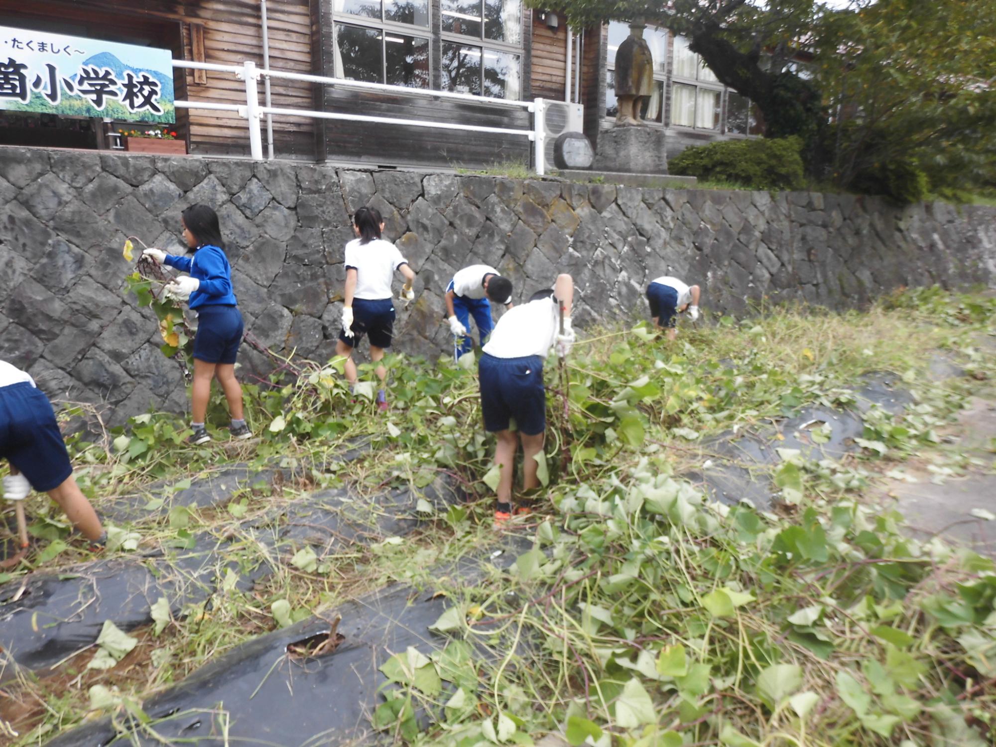 複数の児童がビニールシートからはみ出した作物のつるや草を取り除いている写真