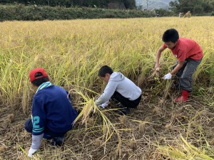 複数の児童が田んぼで稲を刈り取っている写真