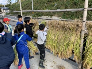 複数の児童が刈った稲を竿に干している写真