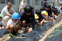 生徒と園児が地面の畝に芋の苗を植える作業をしている写真