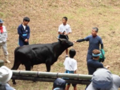 引かれていく牛を大人に混じって見ている生徒の写真