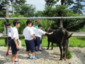 恐る恐る牛にブラシをかけている生徒たちの写真