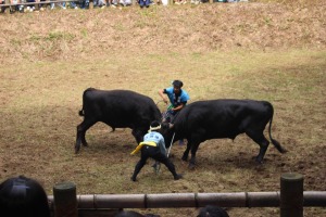 広場で二頭の牛が角を突き合わせている写真