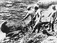 昭和初期の竹島で行われていたアシカ猟の写真