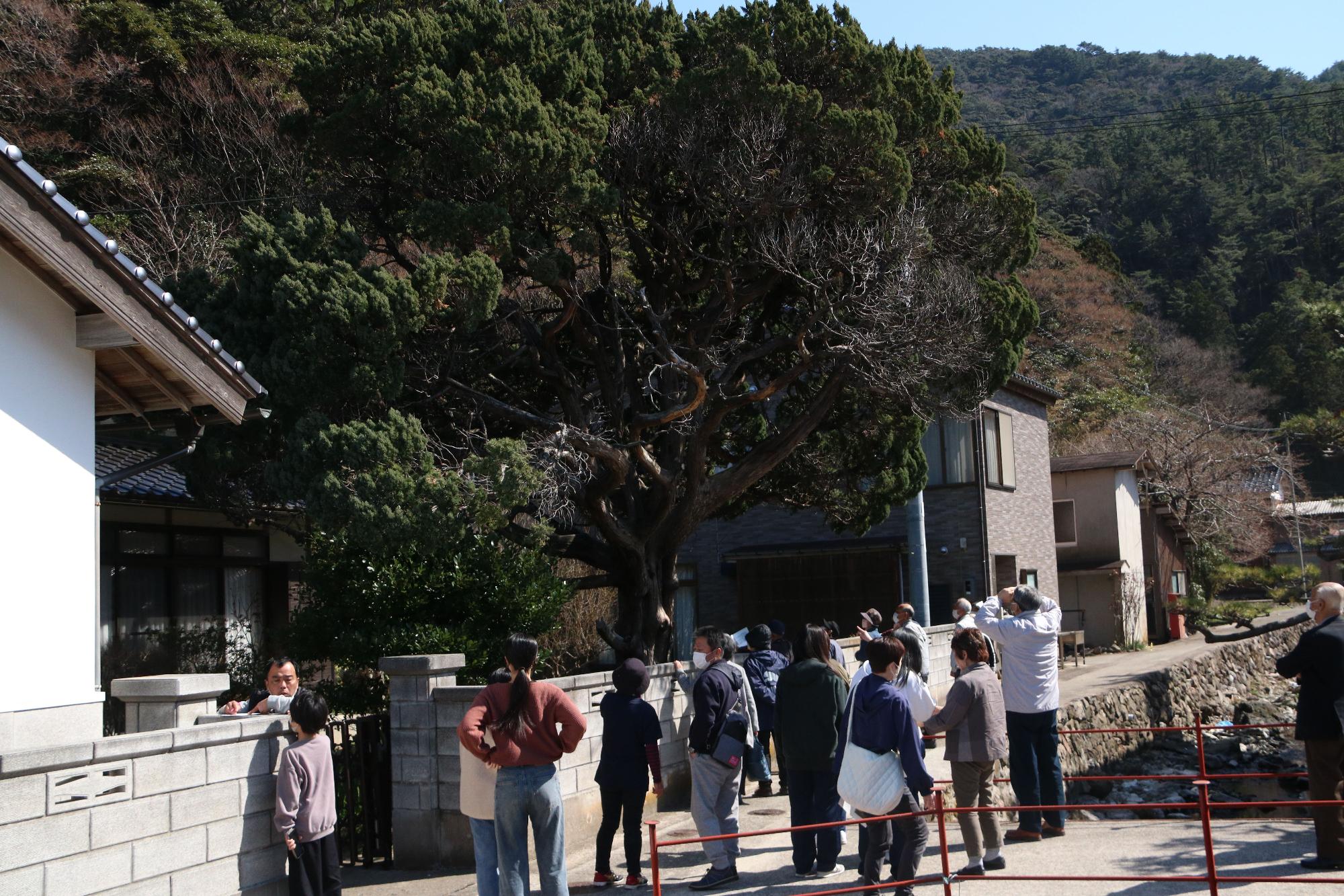 竹島バスツアーでビャクシンの木を眺めているツアー客の写真