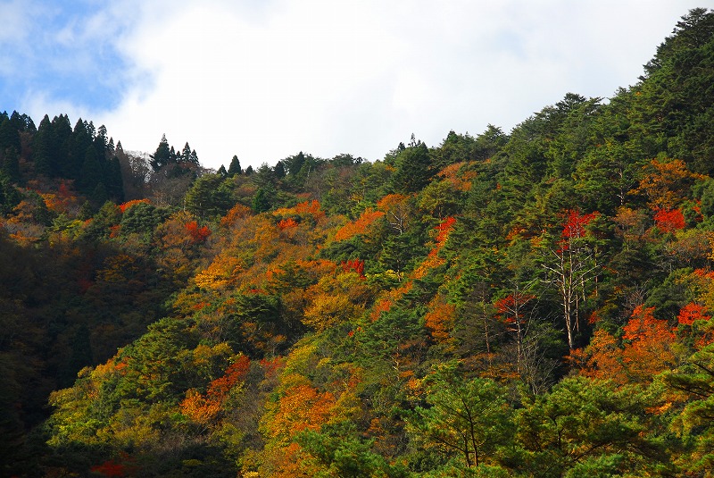Autumnal leaves at Choshi (1)