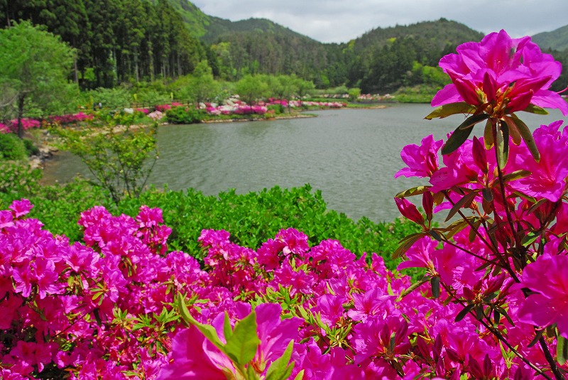 亀の原水鳥公園の写真