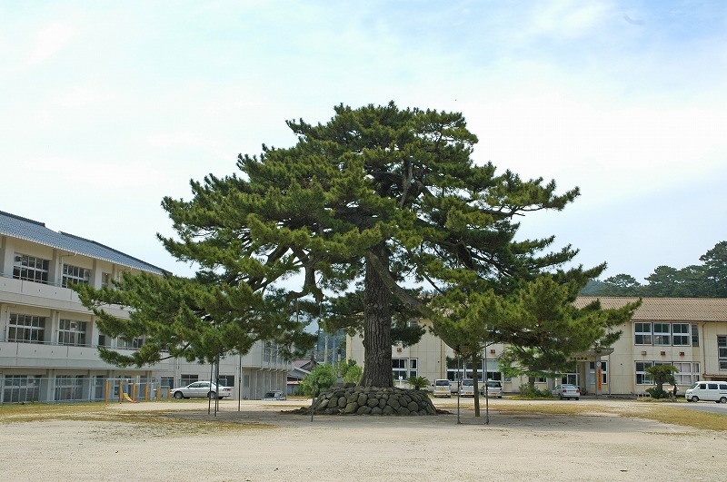 가라가사의 소나무