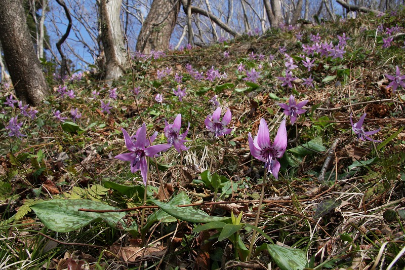 豬牙花（2）