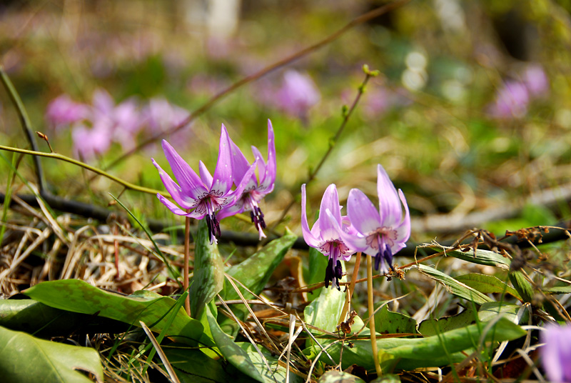 Dogtooth violets (3)