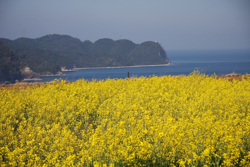 机场公园的油菜花（1）