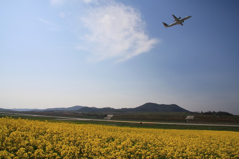 機場公園油菜花（3）