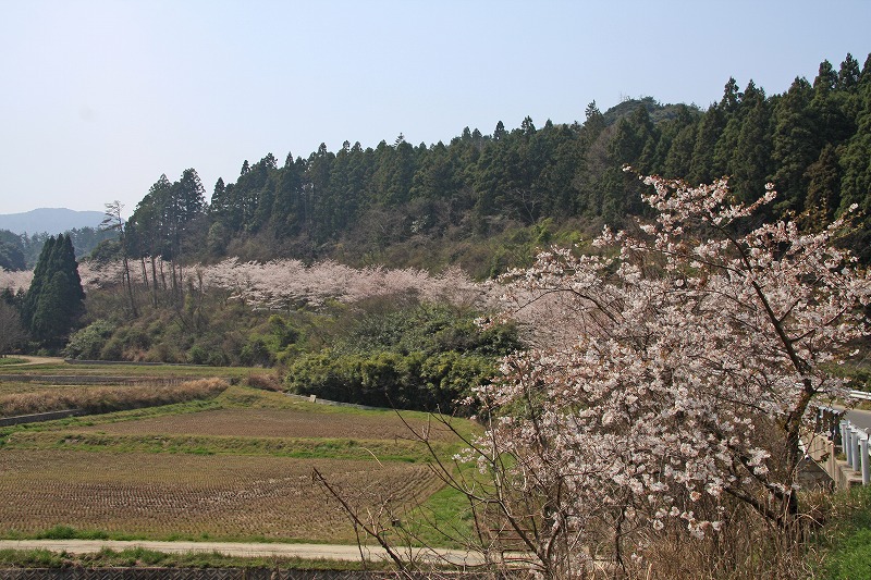 Cherry blossoms at Naguchi (2)