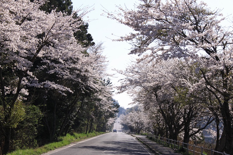 西田的樱花