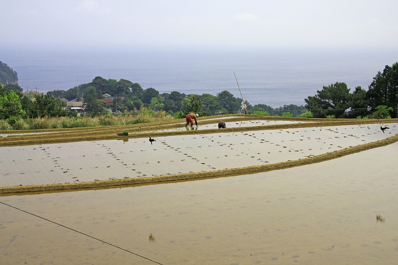 Paddy fields at Nishimura (1)