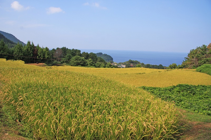 Paddy fields at Nishimura (2)