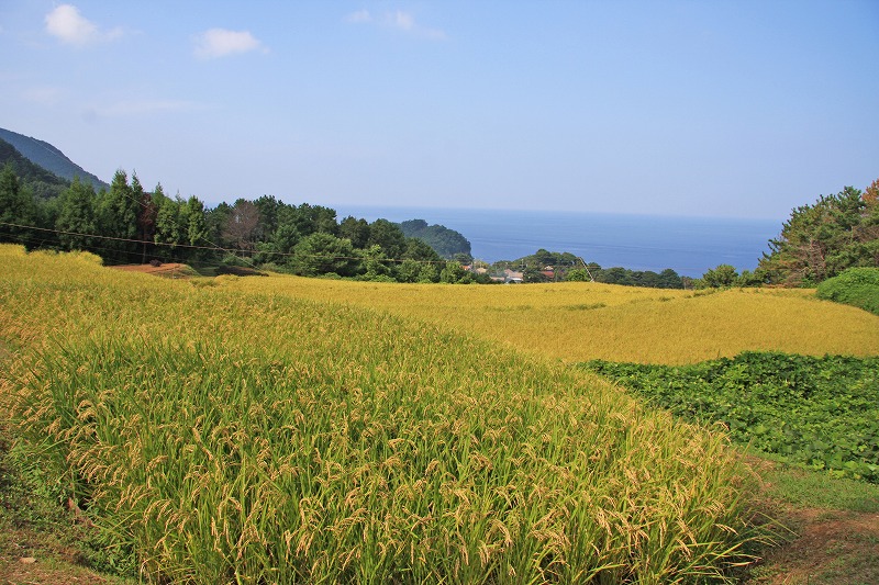 西村の水田(2)