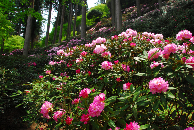 隱岐石楠花（1）