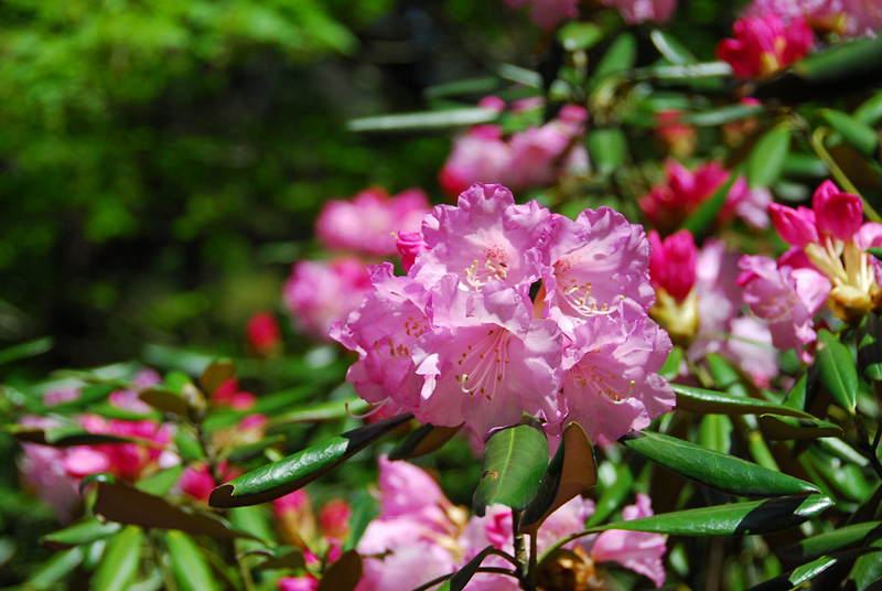 隐岐杜鹃花（2）