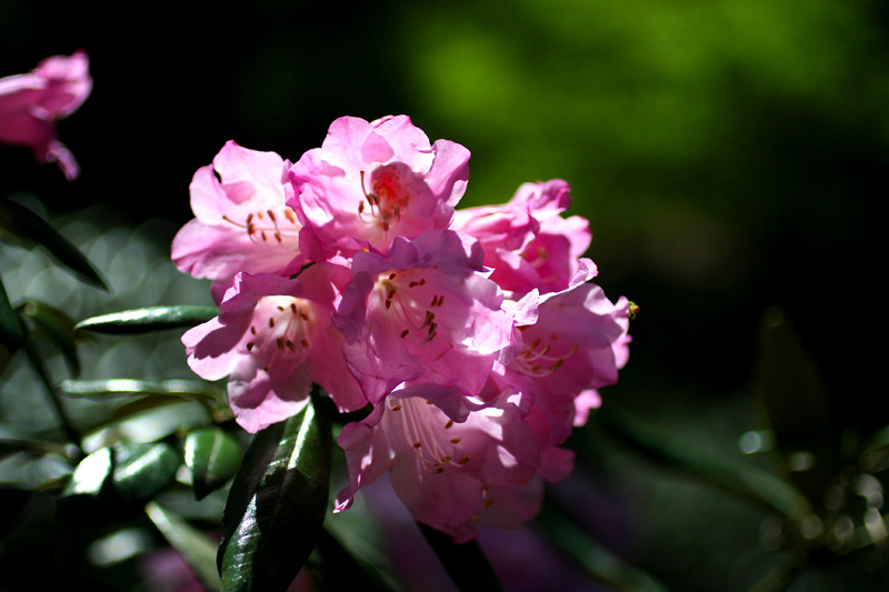 Oki Rhododendron (3)