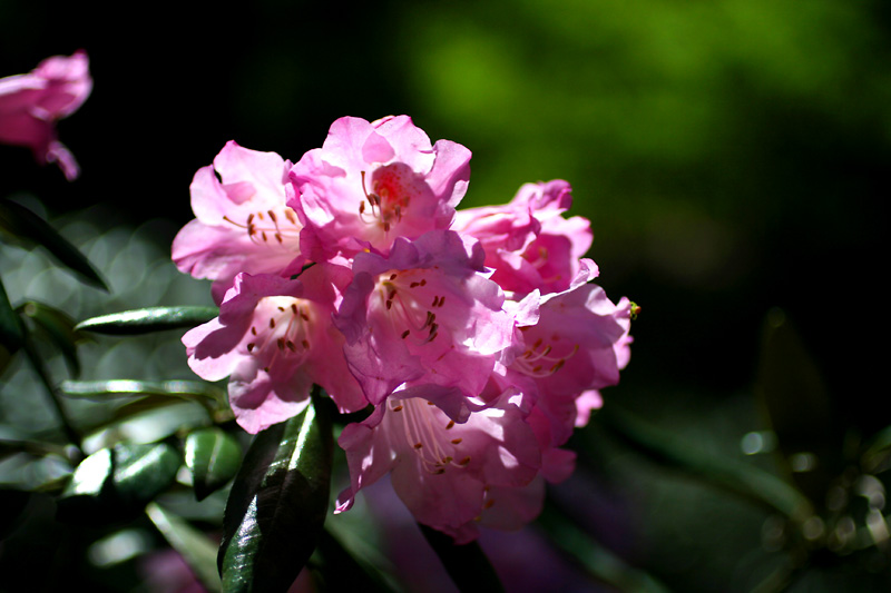 隐岐杜鹃花（3）