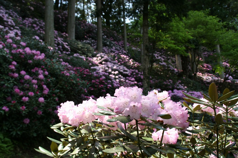 隠岐しゃくなげ(4)の写真