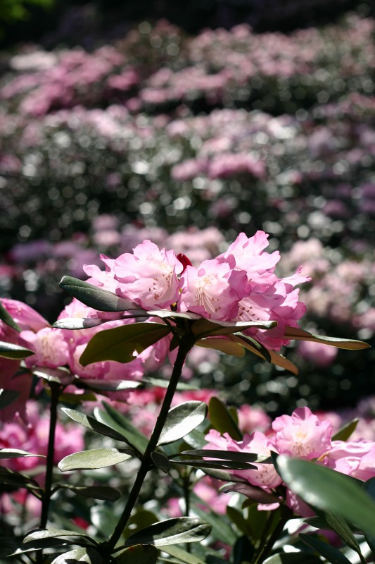 隱岐石楠花（5）