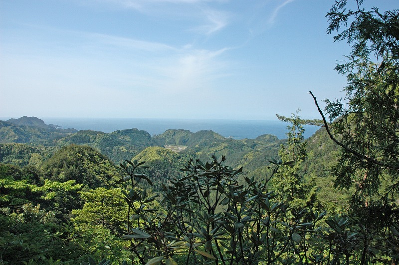 隐岐杜鹃花自然生长地