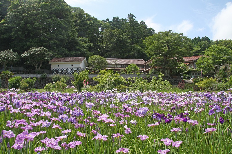Kaminagu Iris Garden (2)