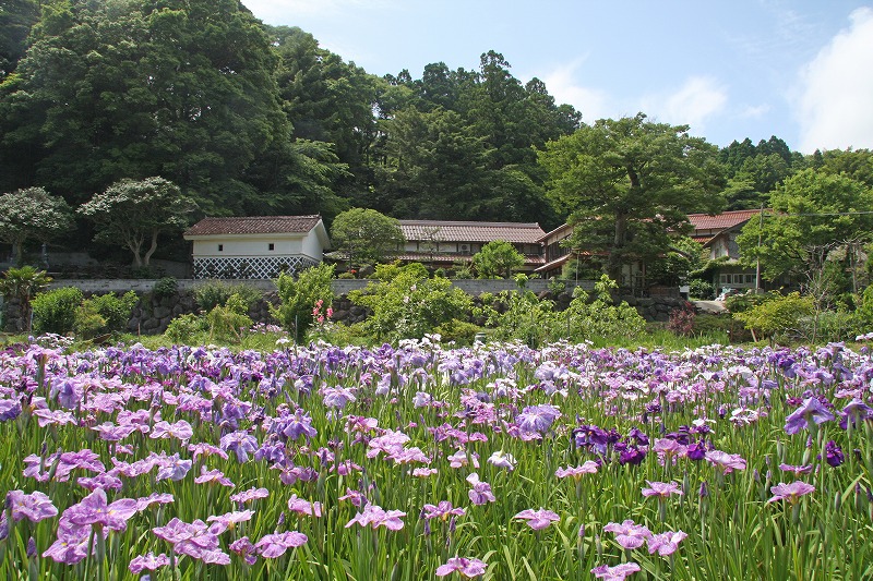 上那久菖蒲园（2）