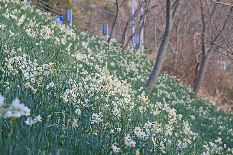 油井のスイセン(1)の写真