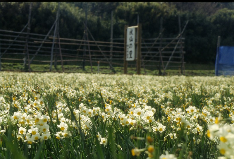 油井のスイセン(3)の写真