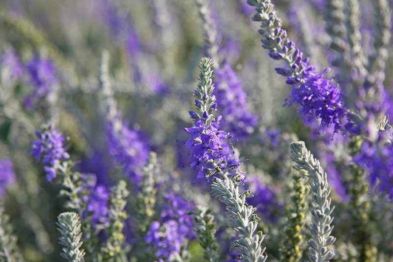 Veronica ornata flowers (1)