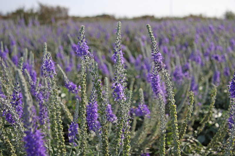 Veronica ornata flowers (2)