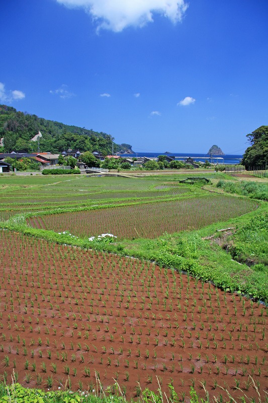 卯敷の水田の写真