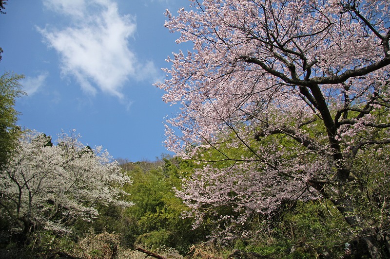 世間桜(2)の写真