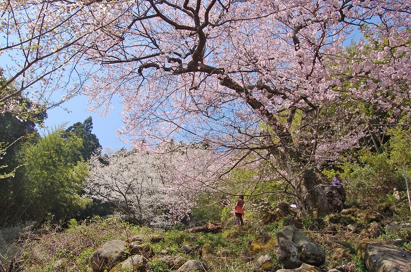 世間桜(3)