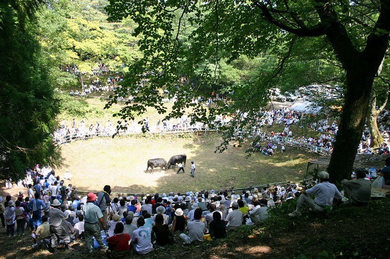 Hassaku Bull Sumo Tournament (1)