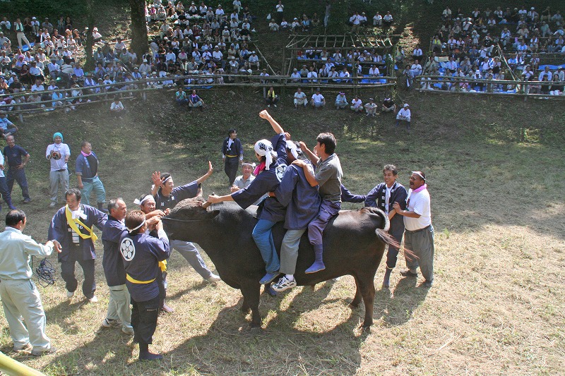 八朔斗牛大会（2）