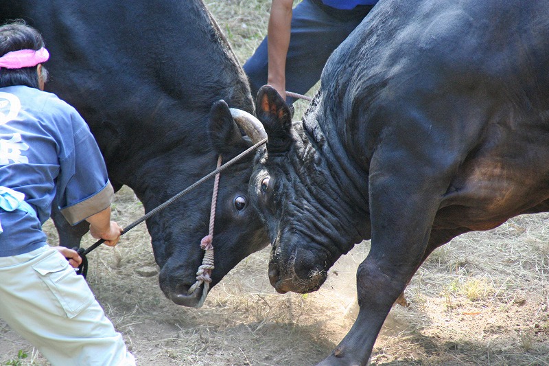 Hassaku Bull Sumo Tournament (3)