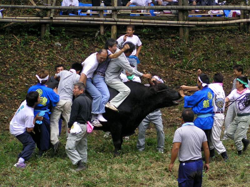 八朔牛突き大会(4)