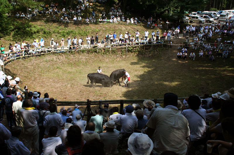 Hassaku Bull Sumo Tournament (5)