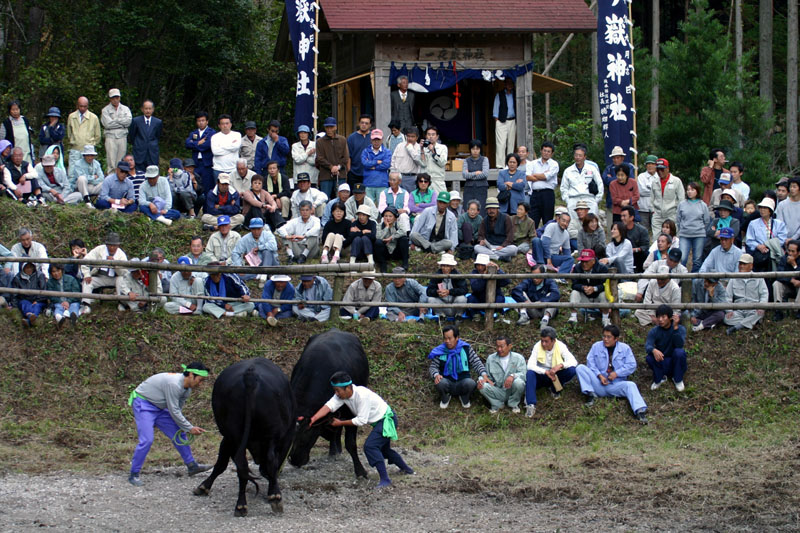 一夜岳斗牛大会（1）