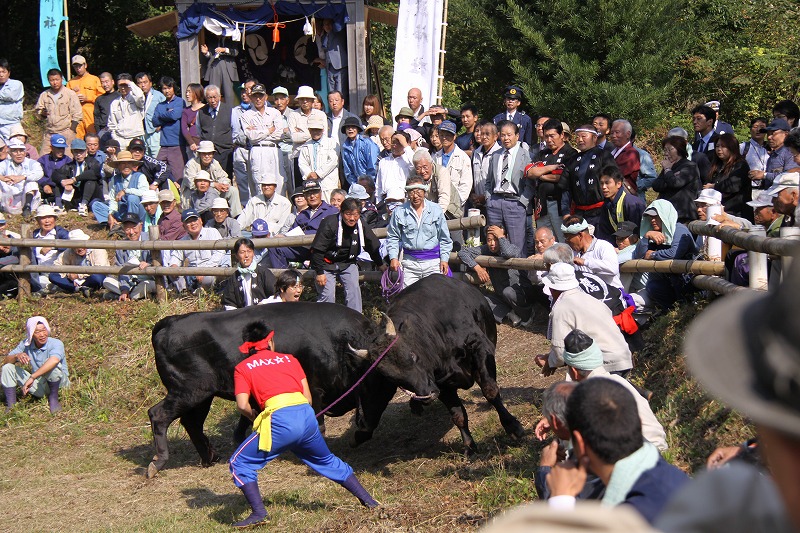 一夜岳斗牛大会（2）