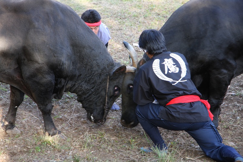 Ichiyagadake Bull Sumo Tournament (3)