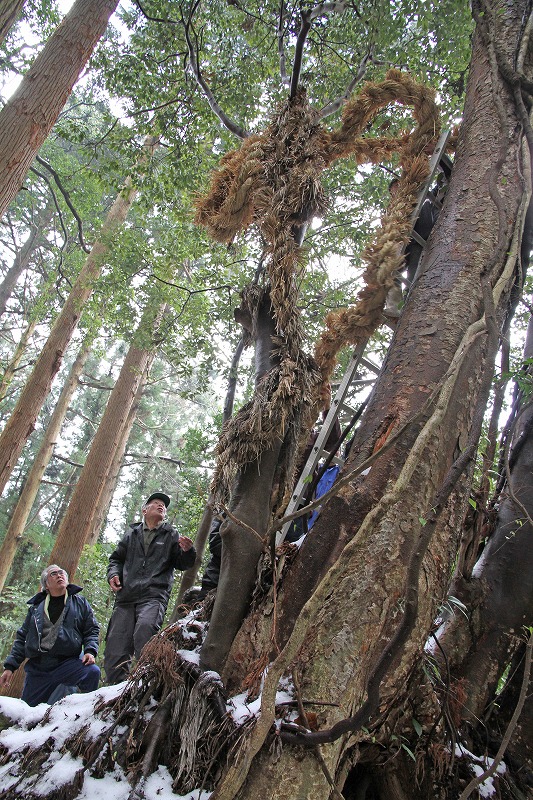 Straw Serpent Ritual at Tsubame (3)