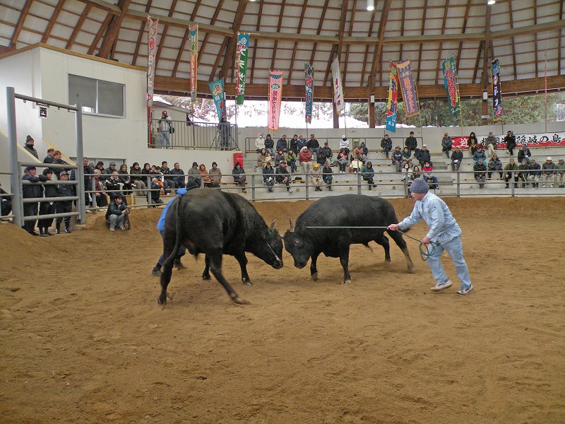 New Year's Bull Sumo Tournament