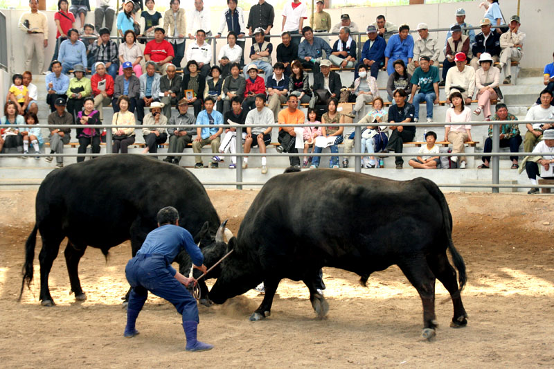 Summer Bull Sumo Tournament