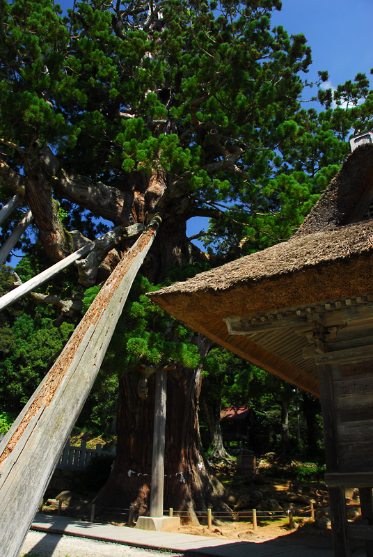 Tamawakasumikoto Shrine (6)